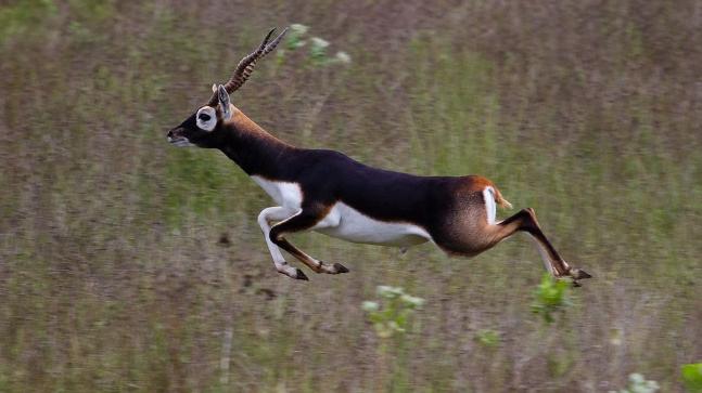 Study on to translocate blackbuck to Chitwan from Shuklaphanta