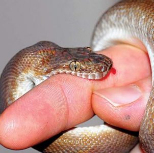 Teenager dies from poisonous snakebite