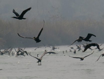 कञ्चनपुरका नदी, तालतलैया, सिमसमार क्षेत्रमा बसाइँ सारेर आउने चराको चहलपहल