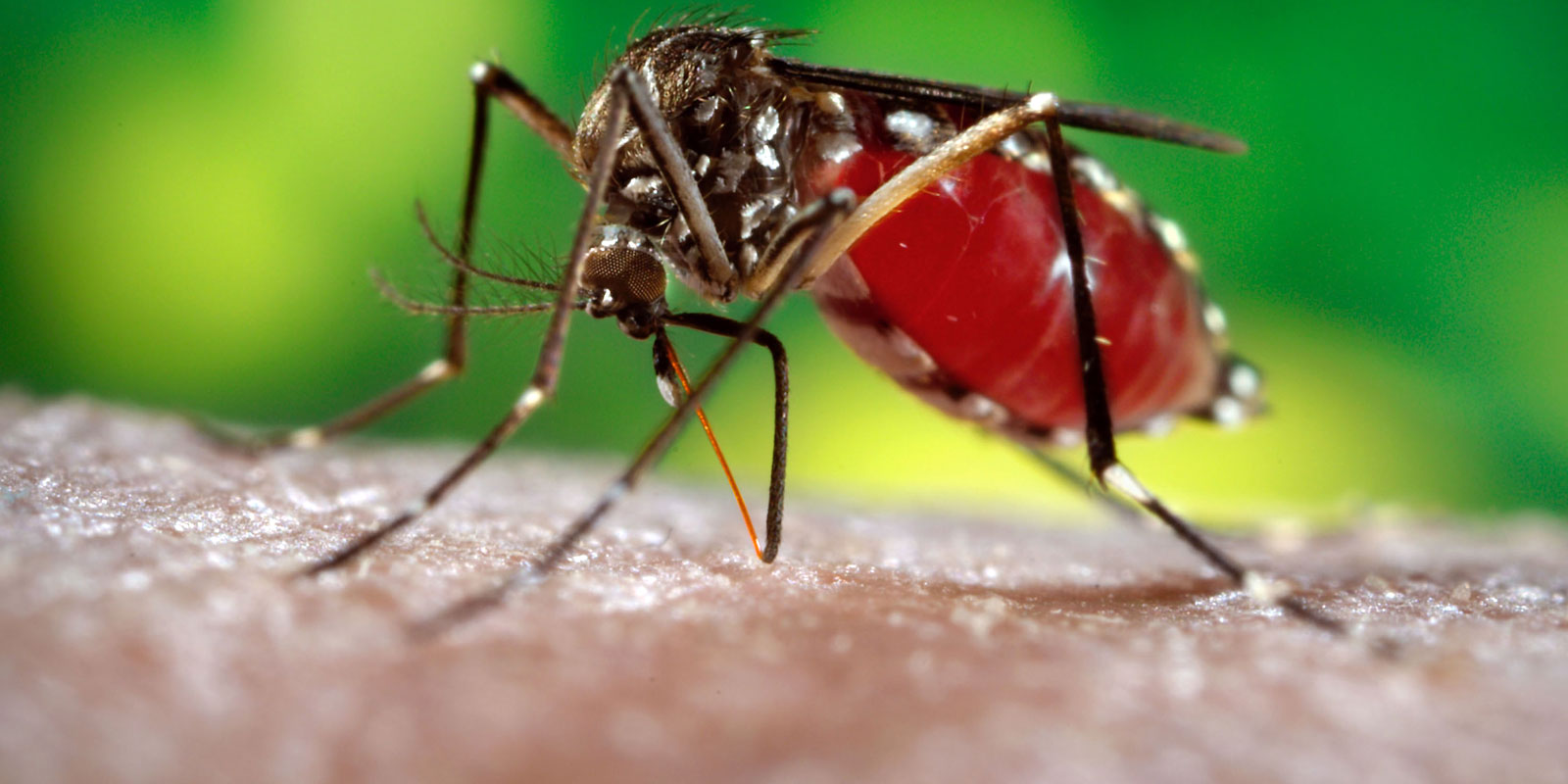 Three Terai districts at high risk of Dengue