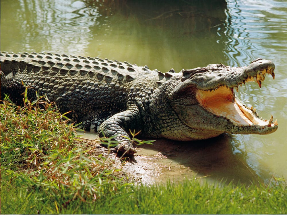 Crocodile found in a public pond