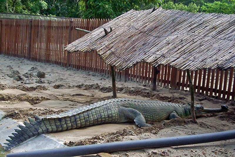 Crocodile Breeding Center welcomes 224 babies