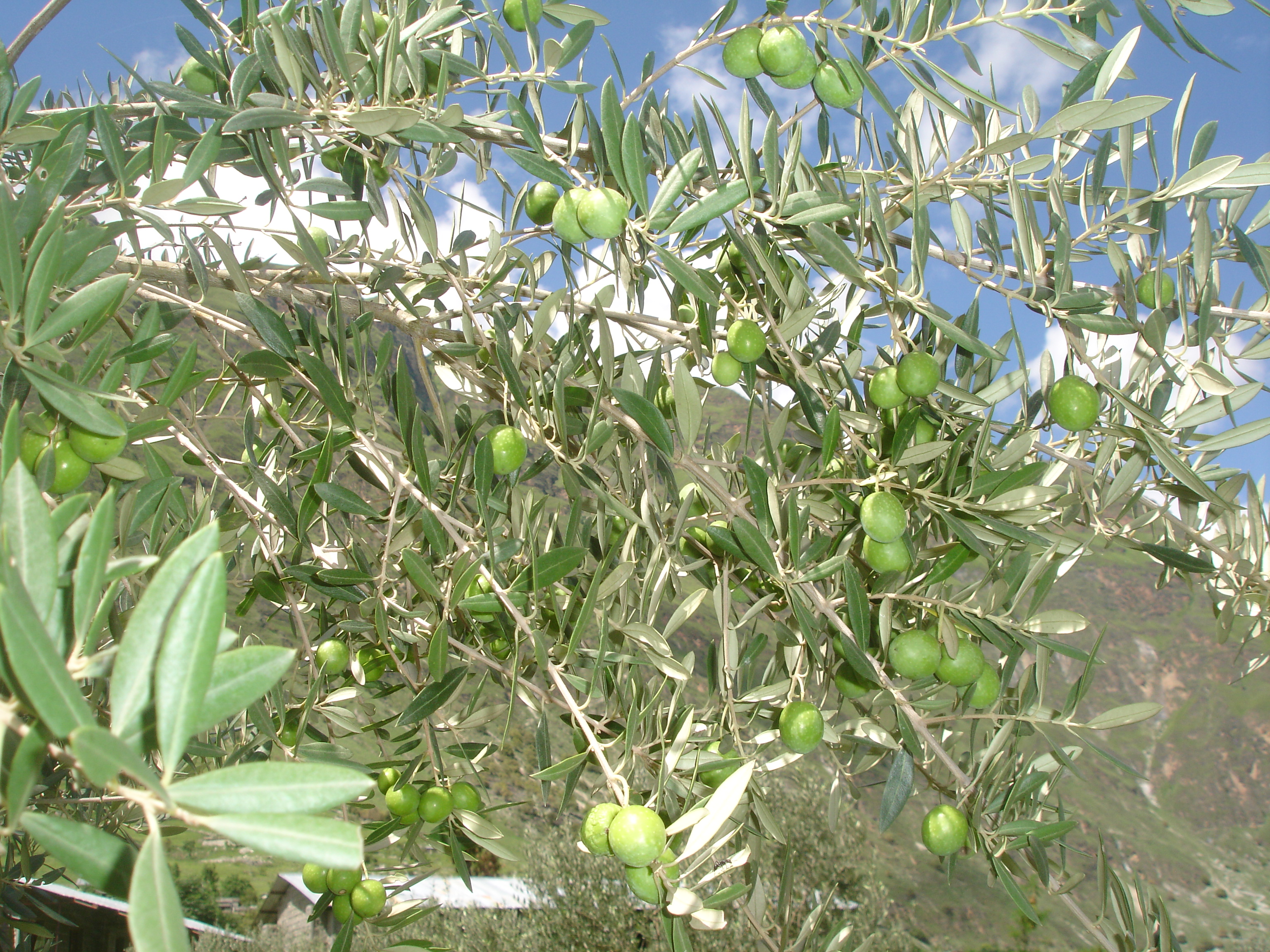 Olive plants planted in Tripurasundari Temple