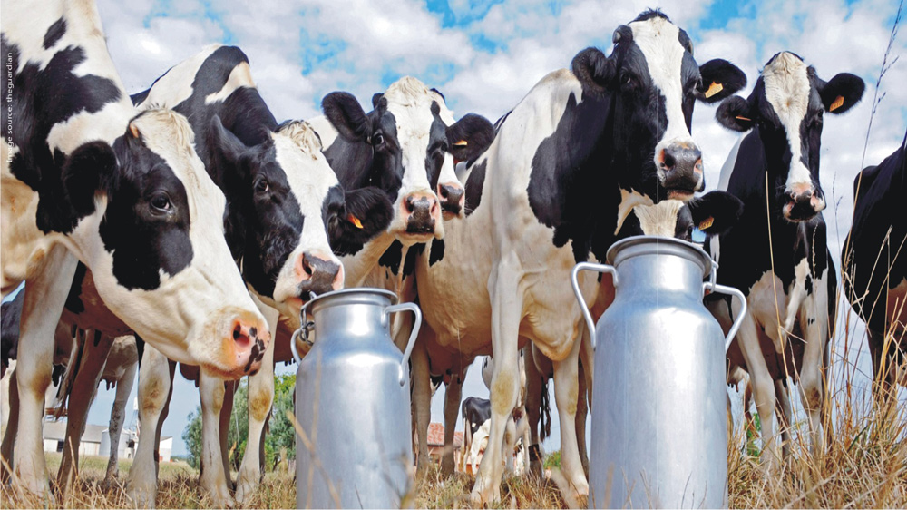 Lockdown incurs loss worth million rupees for dairy sector in Kailali