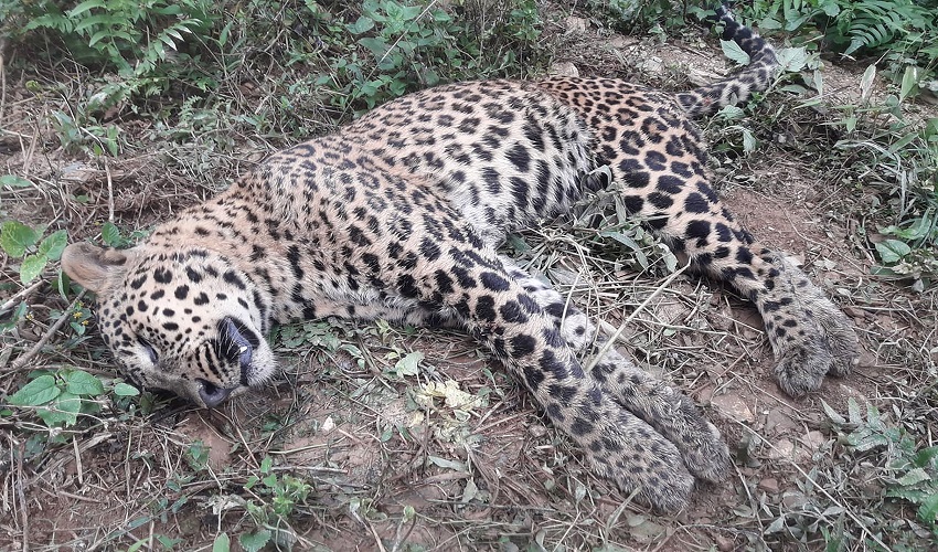 Cheetah found dead in Tanahu