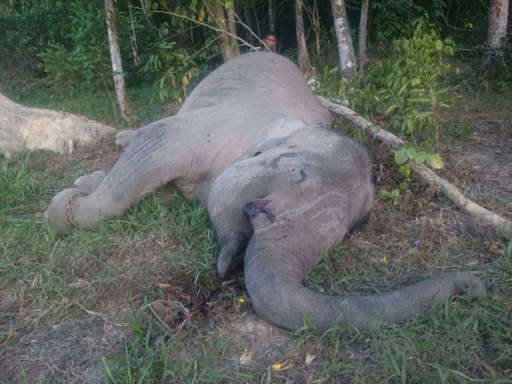 Elephant found dead
