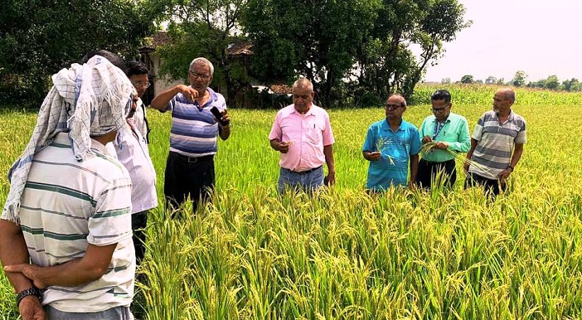 चैते धानमा दाना नलाग्दा ठोरीका किसान चिन्तित