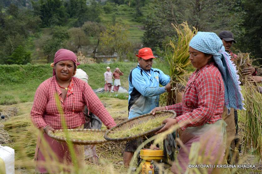 उपत्यकाका किसानलाई धान काट्ने चटारो  (फोटोफिचर)