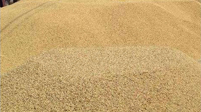 NFC purchases 94,000 quintals less paddy