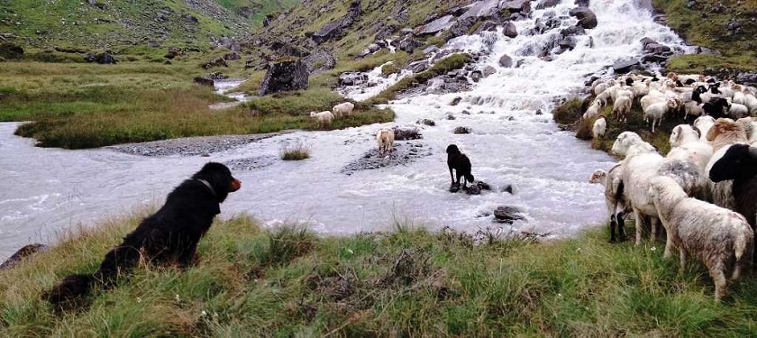 सन्दर्भ कुकुर तिहार : सहरमा रहर, गाउँमा गोठालाका भर