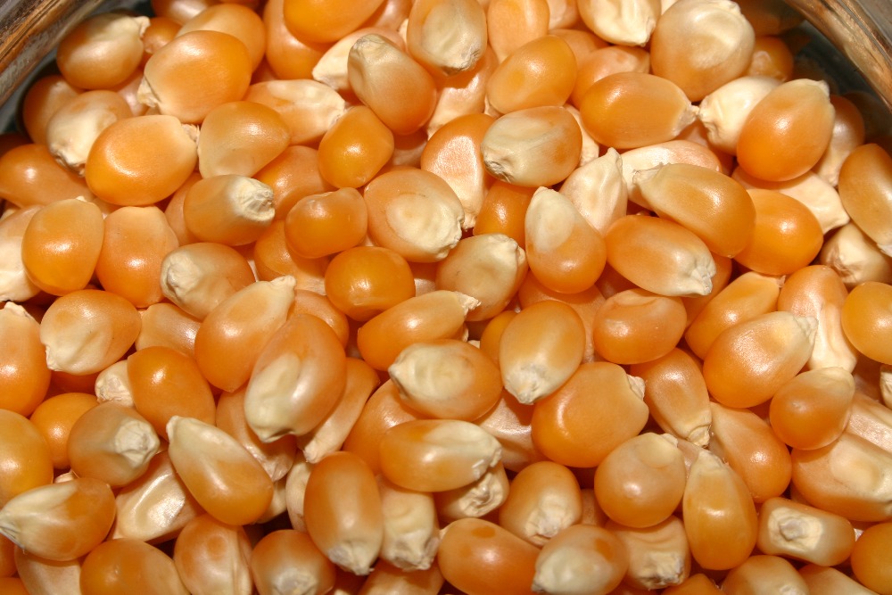 Drought-hit farmers provided maize seeds free of cost