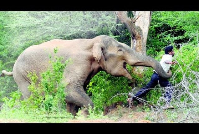 Wild elephant tramples 22-year-old to death in Kanchanpur