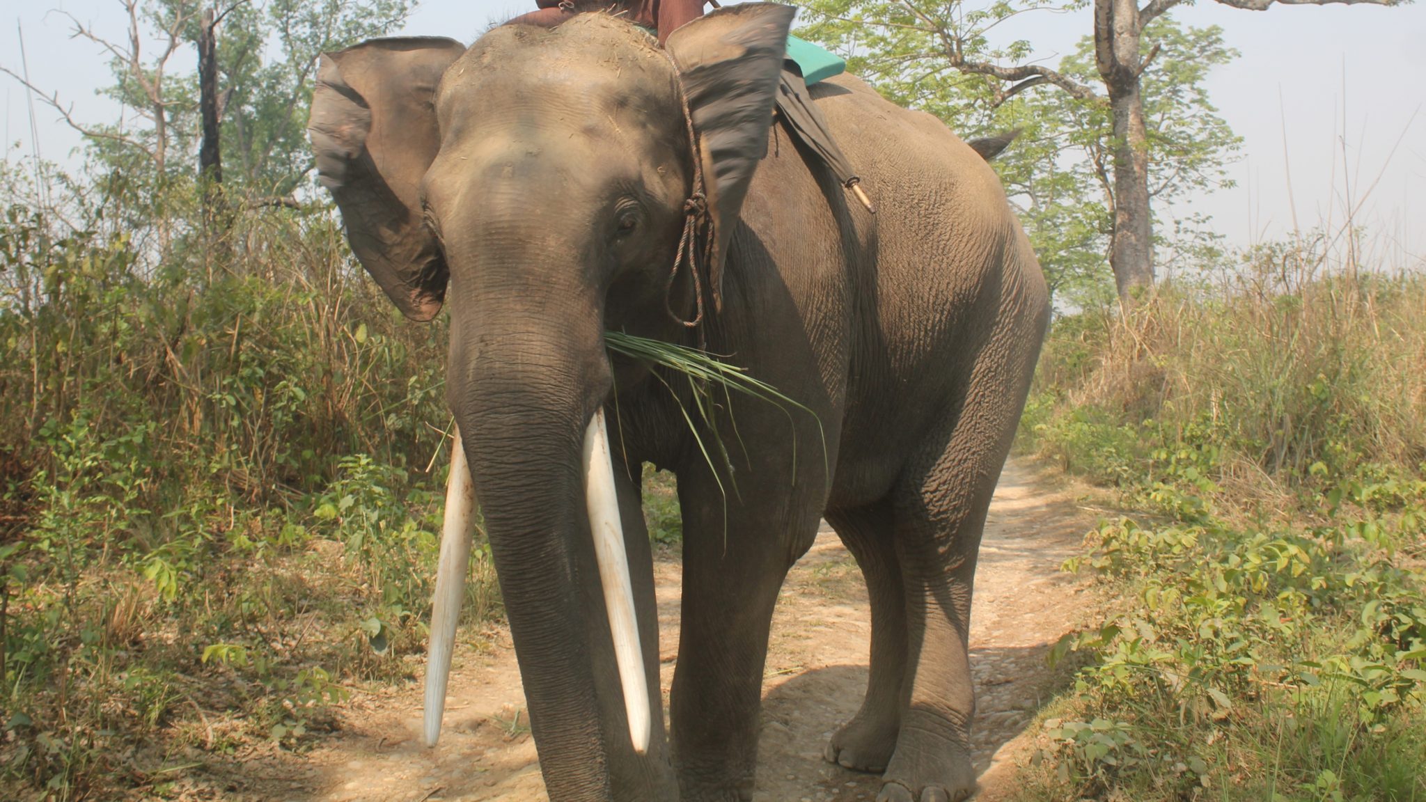 Elephant kills mahout in Chitwan