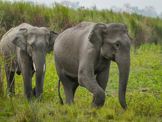 Two injured in elephant attack