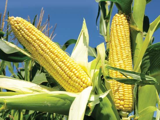 Farmers worry over declining price of maize