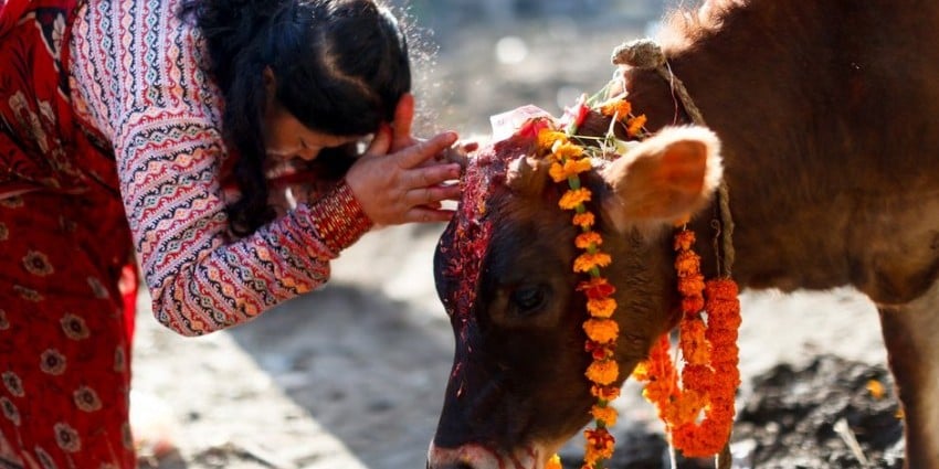 Gai Puja, Govardhan Puja and Mha Puja  being observed today