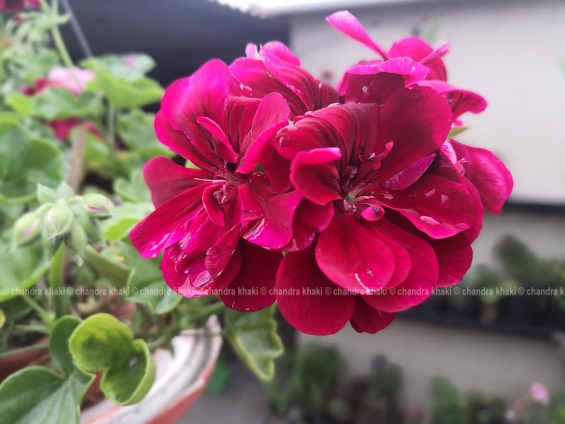 जेरानियम : रोप्न र हुर्काउन सजिलो फूल