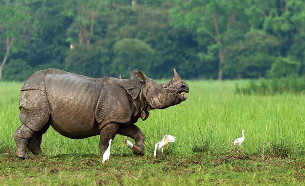 One dies in rhino attack