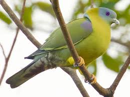 'Green pigeon' spotted in Jhapa