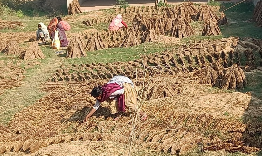 दाउराको सट्टा ‘गुइँठा’