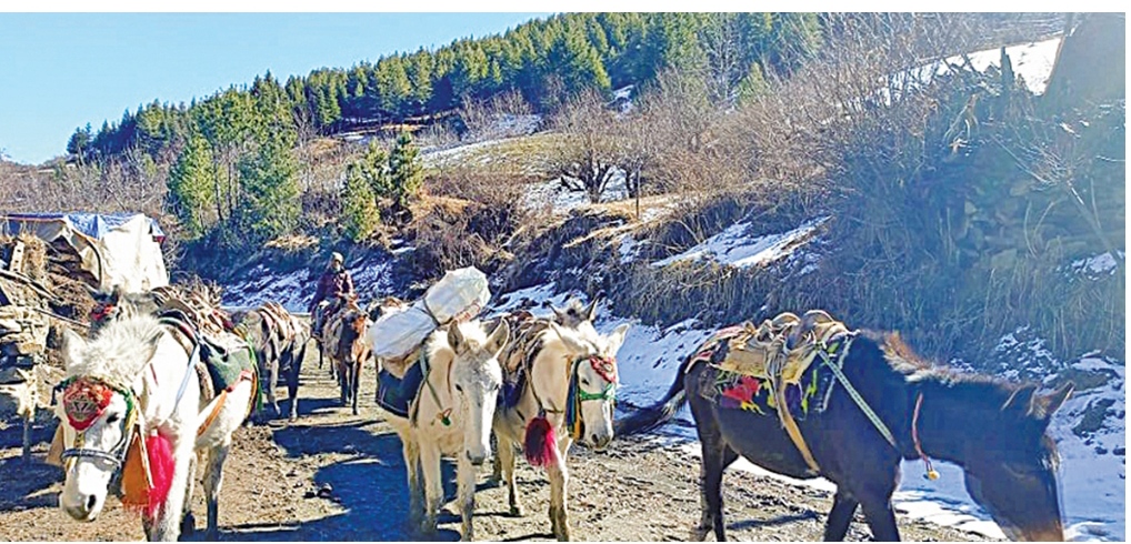 धरापमा खच्चड व्यवसाय