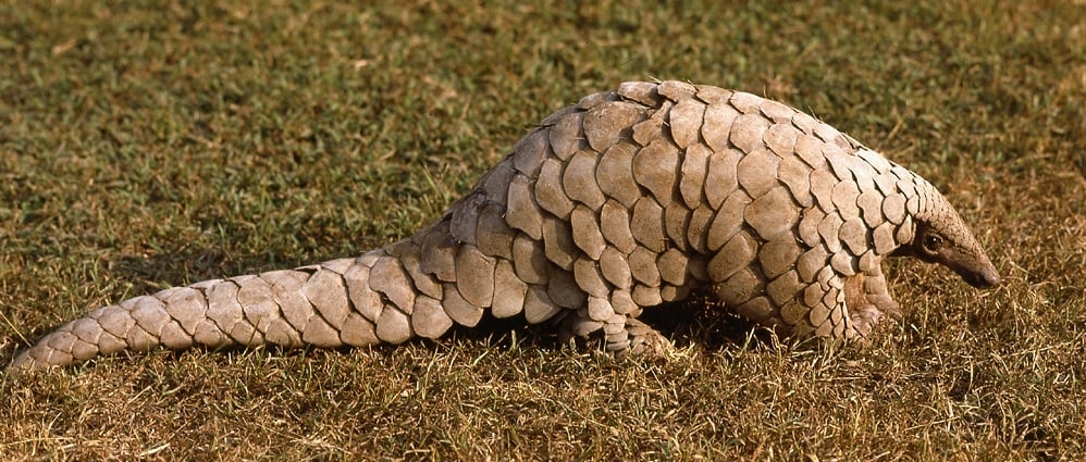 Pangolin survey in Makawanpur and Gorkha