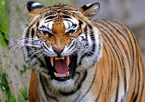 International Tiger Day today: Three tigers die of natural causes in CNP in last fiscal