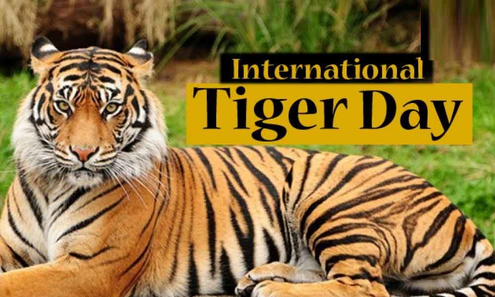 International Tiger Day: Nepal's achievements in tiger conservation buoyant