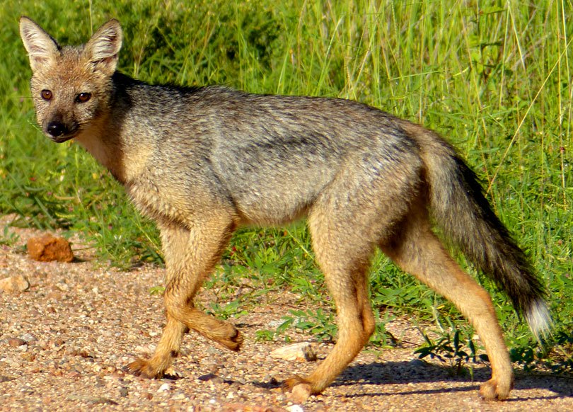 Over 15 wounded in jackal attack