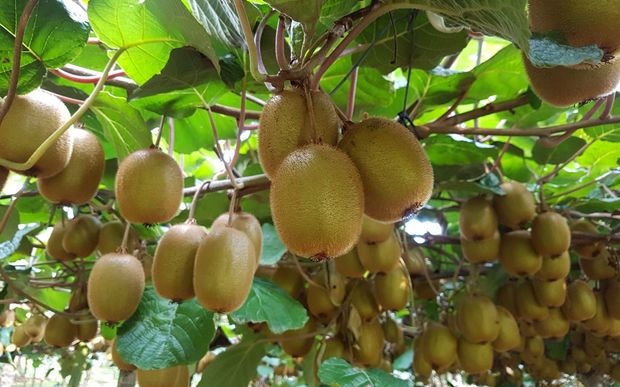 Attraction towards commercial farming of kiwifruit