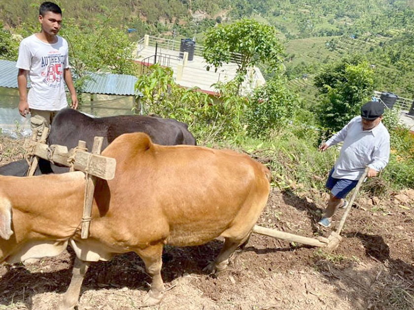 पूर्वसभामुख कृष्णबहादुर महराको फेरियो जीवनशैली