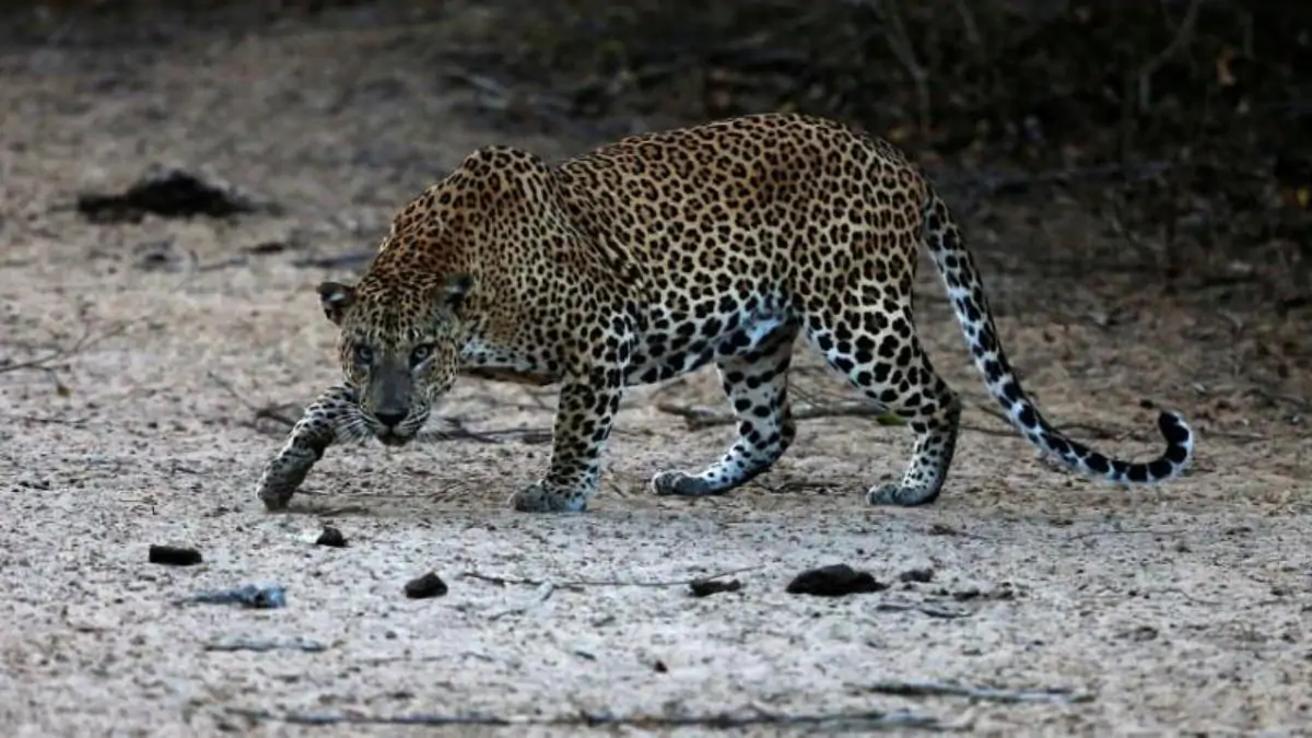 Leopard kills 23 goats in Bardiya