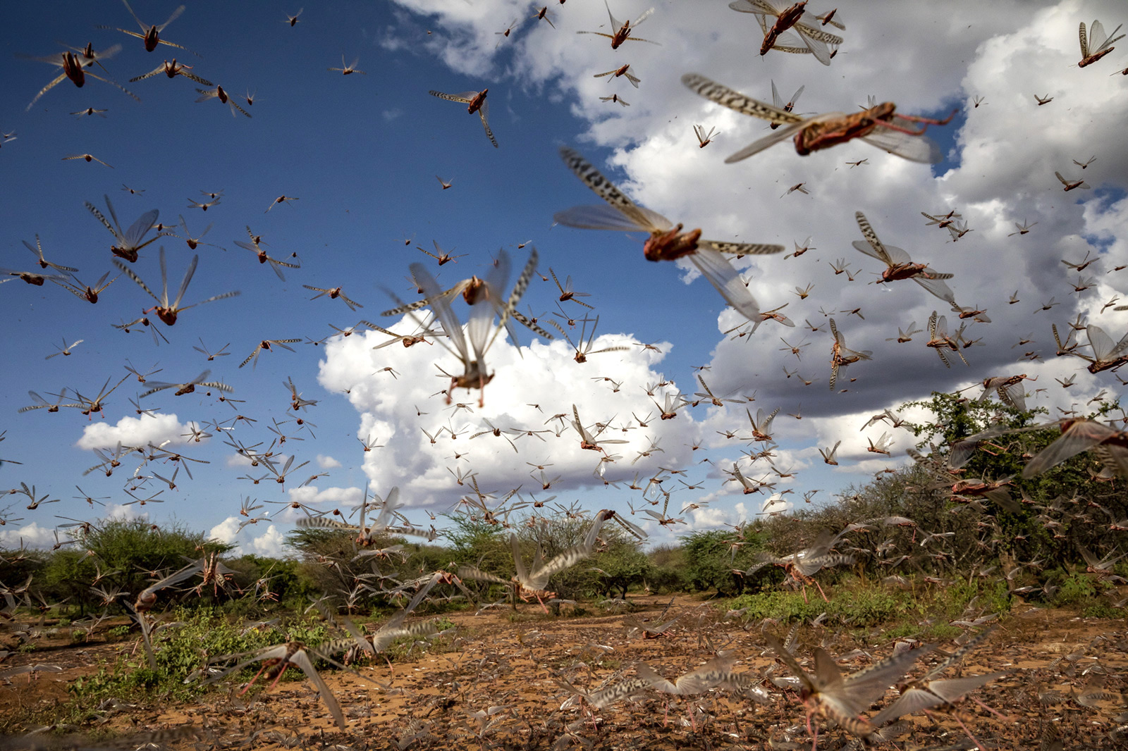 Locust invasion again in Pyuthan