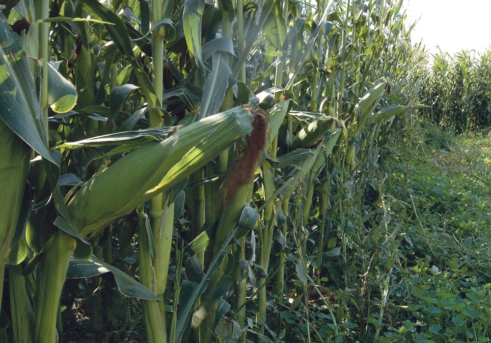 Training on hybrid maize comprehensive technologies from Chinese experts