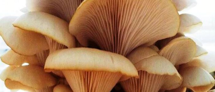Five hospitalised after consuming wild mushroom