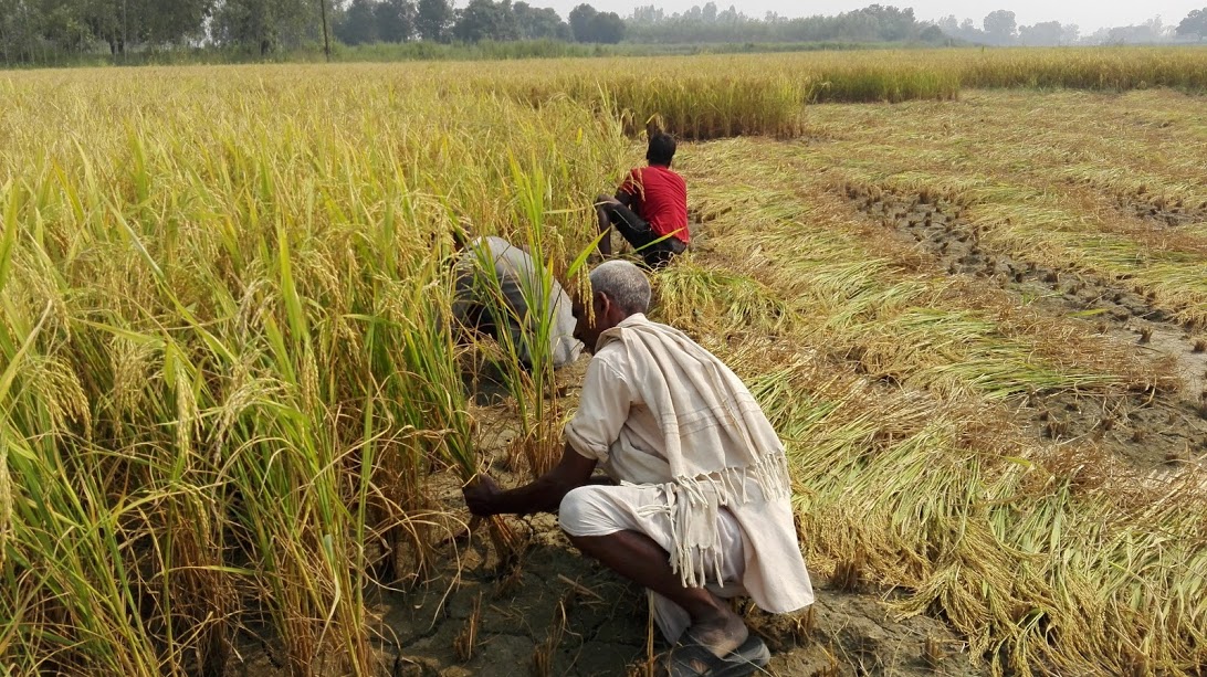 Mixed cropping flourishing in Myagdi