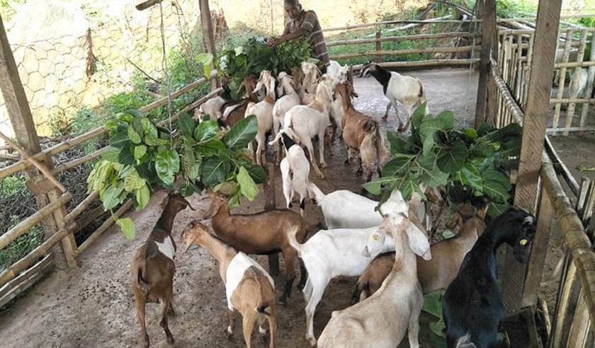 बन्दीपुरमा बाख्रा नश्ल सुधार कार्यक्रम