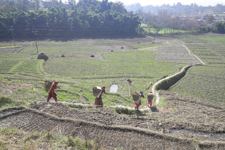 कृषि उत्पादन दोब्बर बनाउने सरकारी लक्ष्य : अधिकांश जमिनमा सिंचाई सुविधा नै छैन, कसरी होला पूरा ?