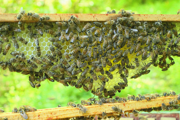 Honey production up in Dang