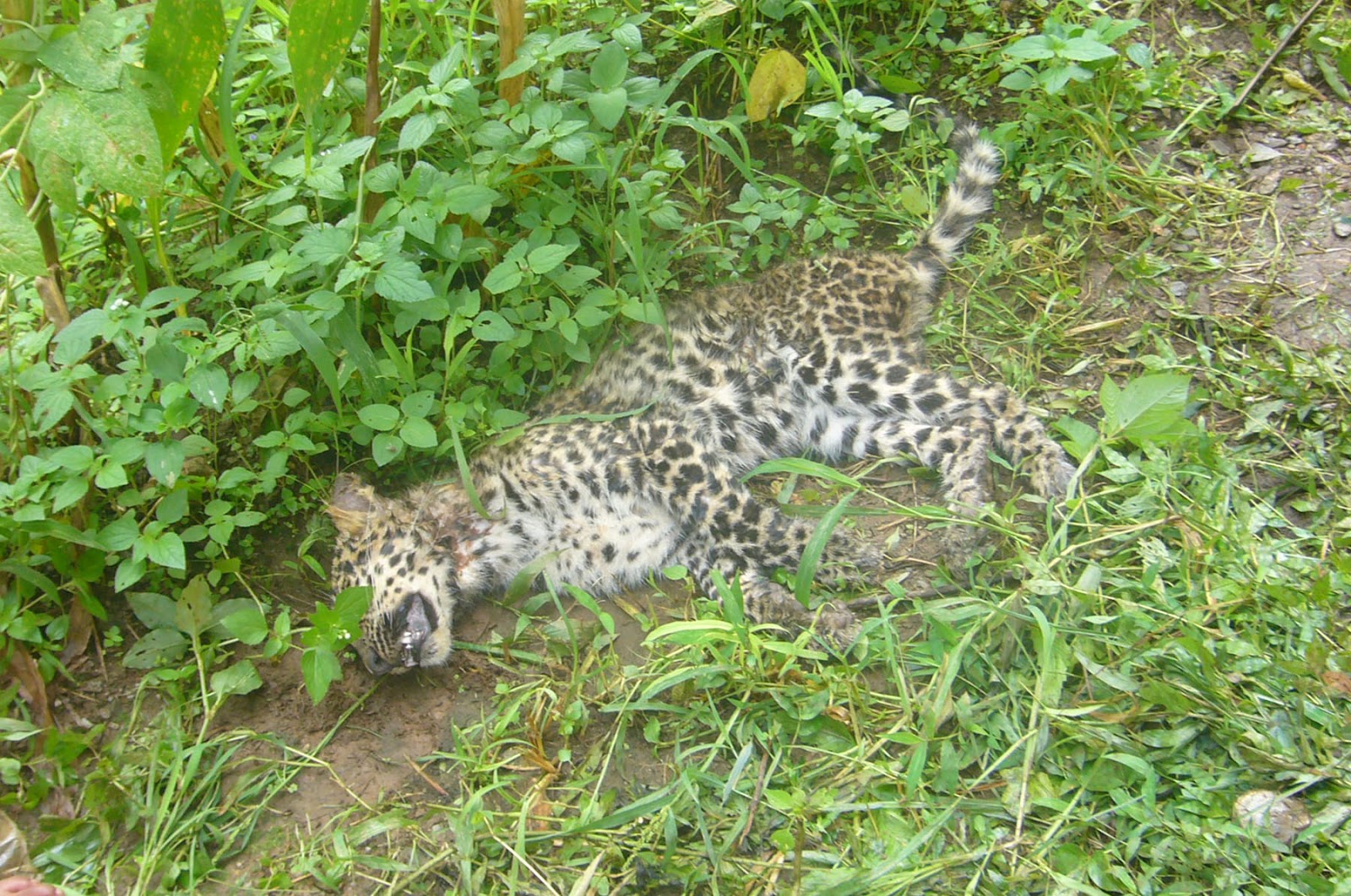 Leopard found dead in Mahottari