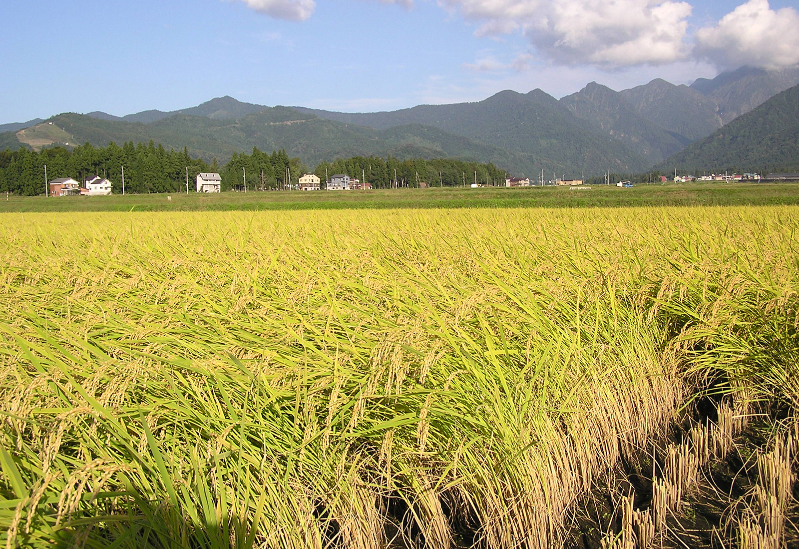 4,000 hectares of paddy field inundated