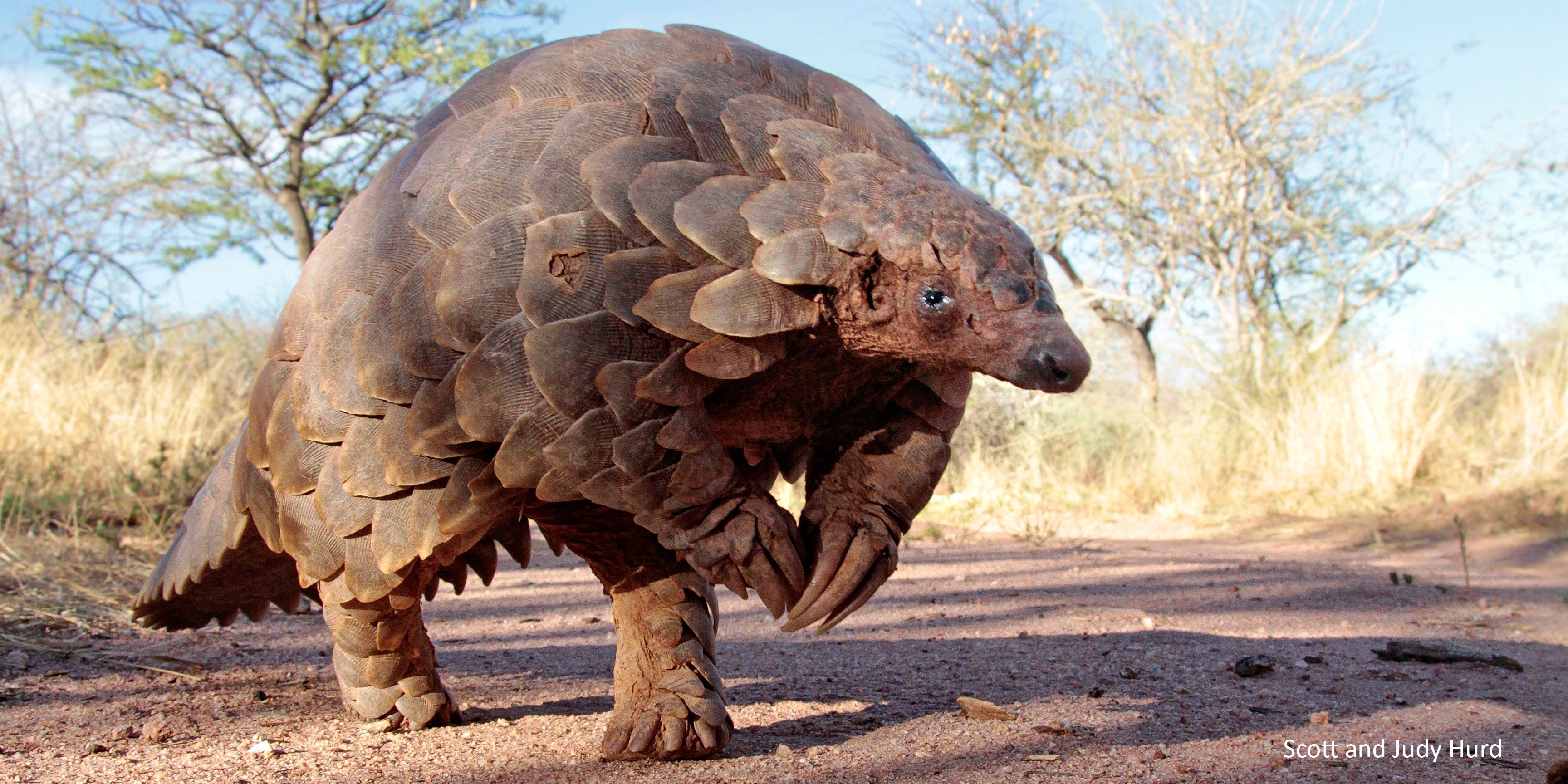 NTNC to carry out study of pangolins