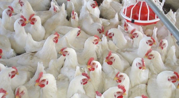 Chickens and poultry products being smuggled to Nepal from India