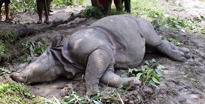 Female rhino found dead in Chitwan National Park