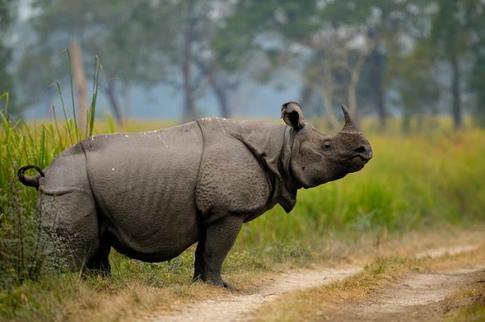 Rhino census begins at Shuklaphanta National Park