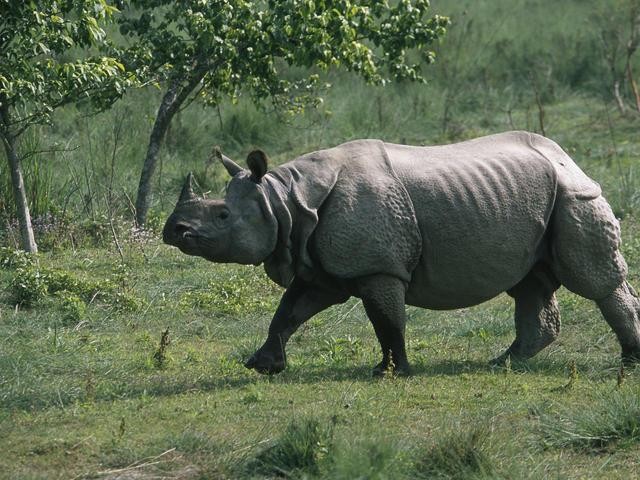 Flood-swept rhino rescued after three years