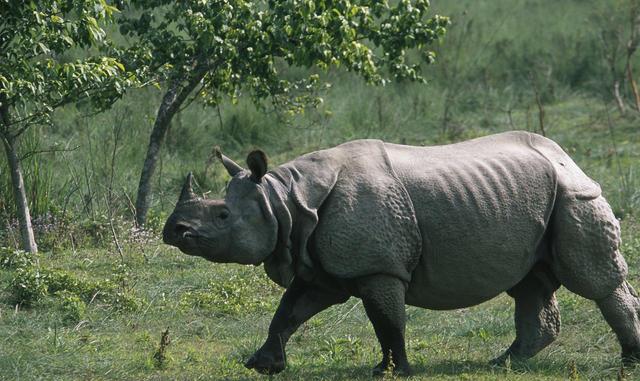 10 rhinos die from natural causes in six months