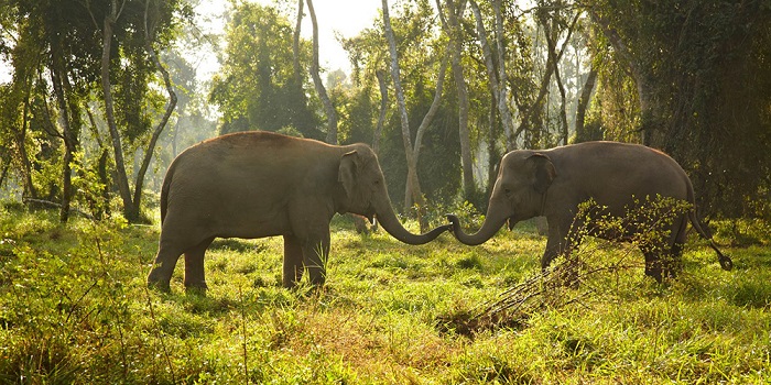 Sauraha’s elephants to be managed on cooperative model