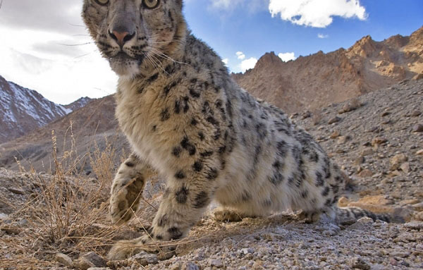 Snow leopard research centre being set up