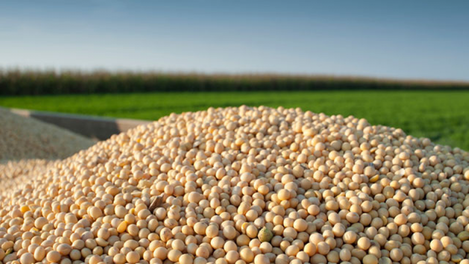 China's state grain buyer resumes US soybean purchases